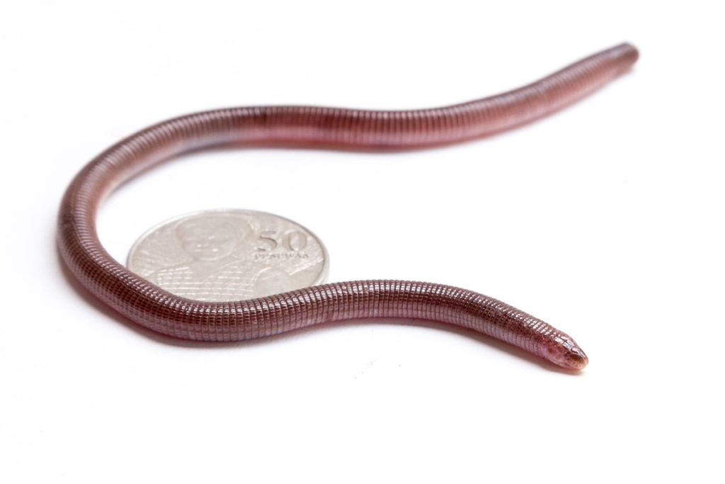 earthworm with no legs