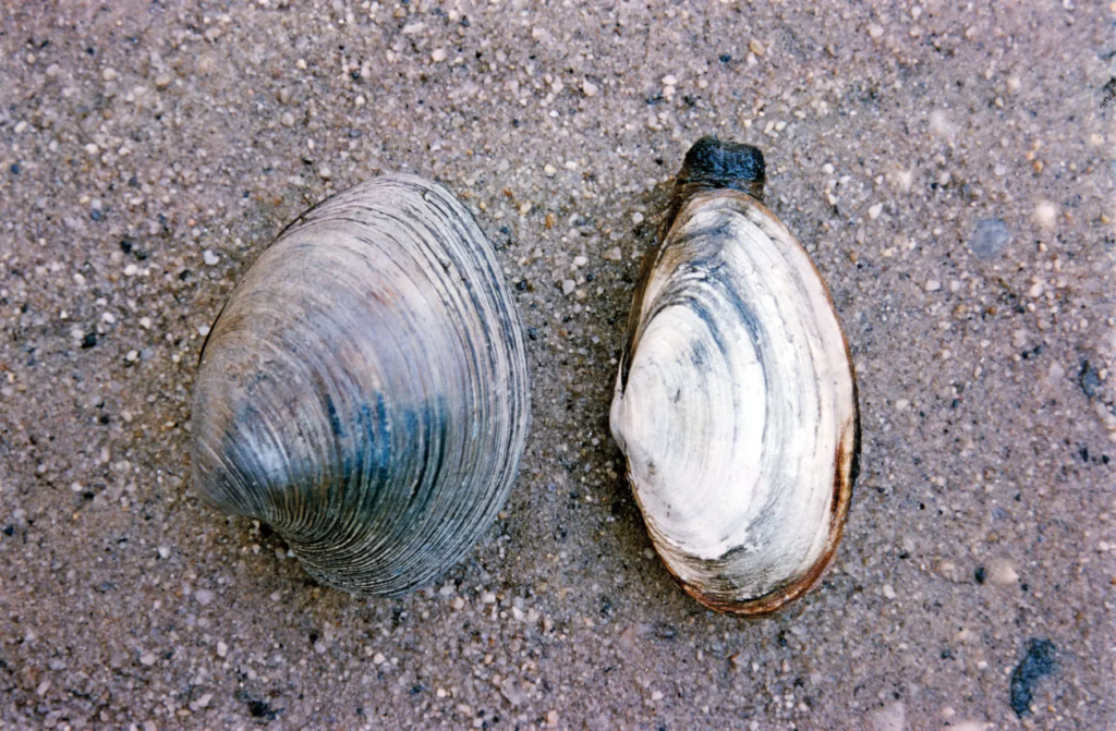 clams with no legs