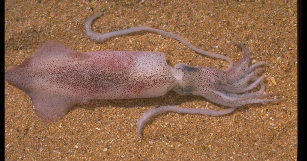 Squid with no legs