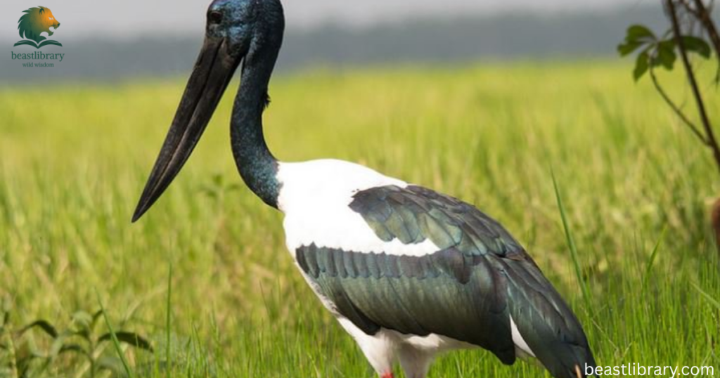 jabiru with long neck