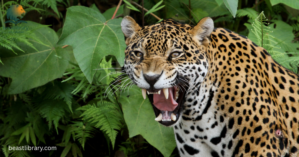 jaguar growls
