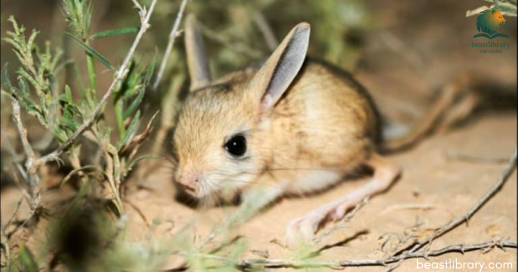 jerboa with small ears