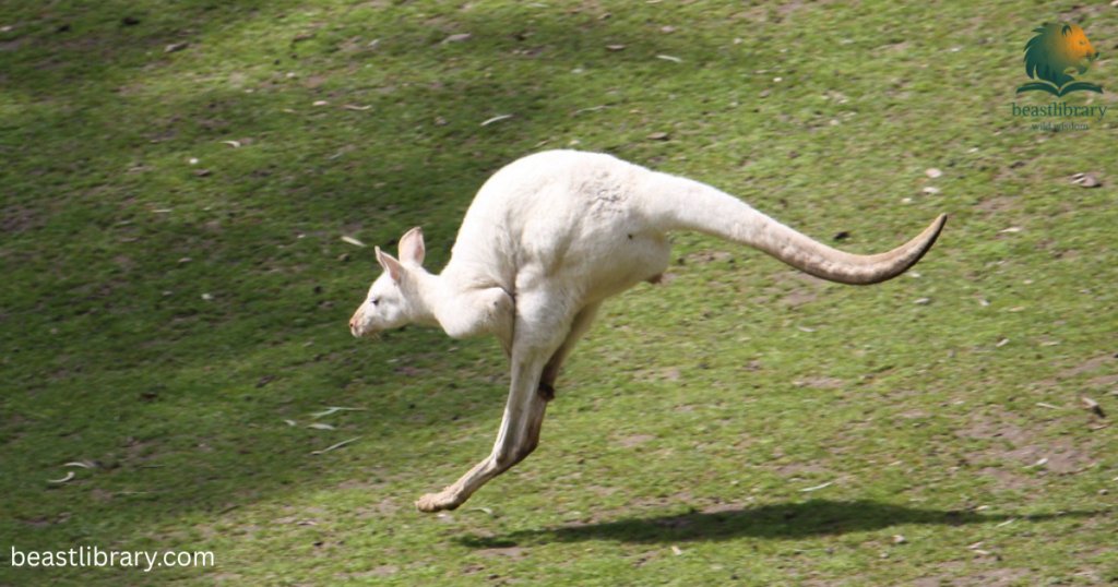 kangroo is skinny