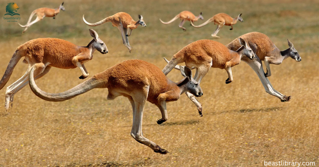 Animals that Drink a lot of Water