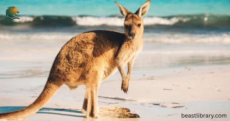 How Strong is a Kangaroo?