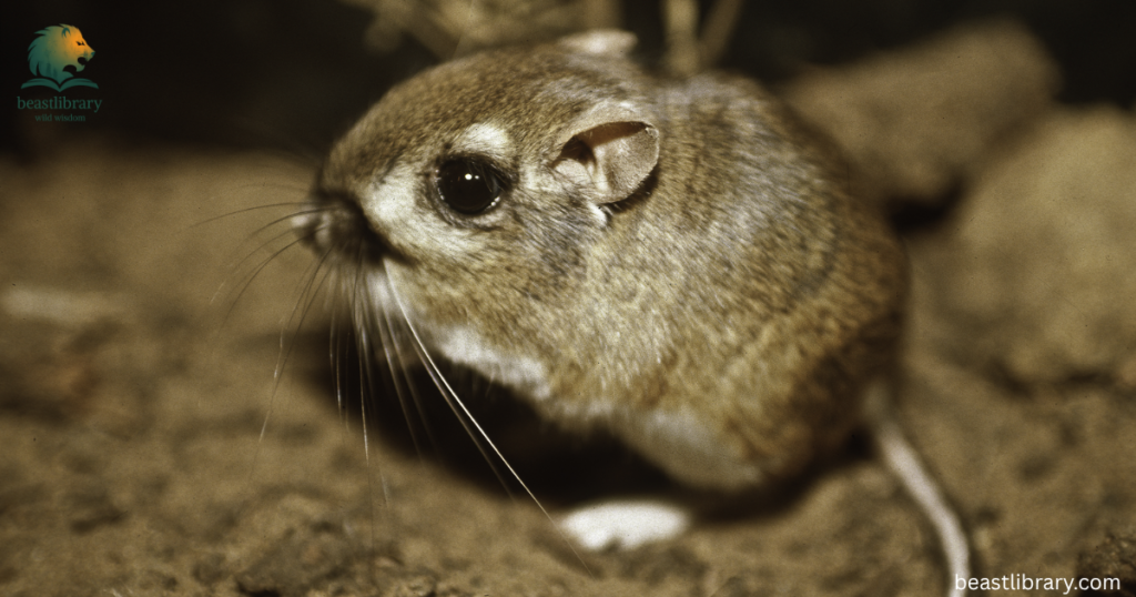 kangaroo rat with small ears