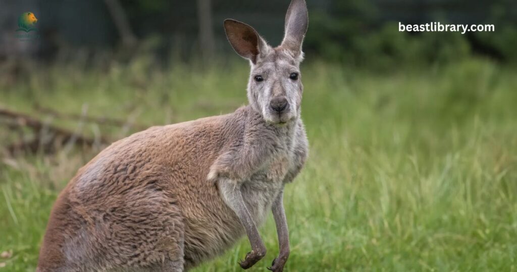 Kangaroo strength: How Strong is a Kangaroo?