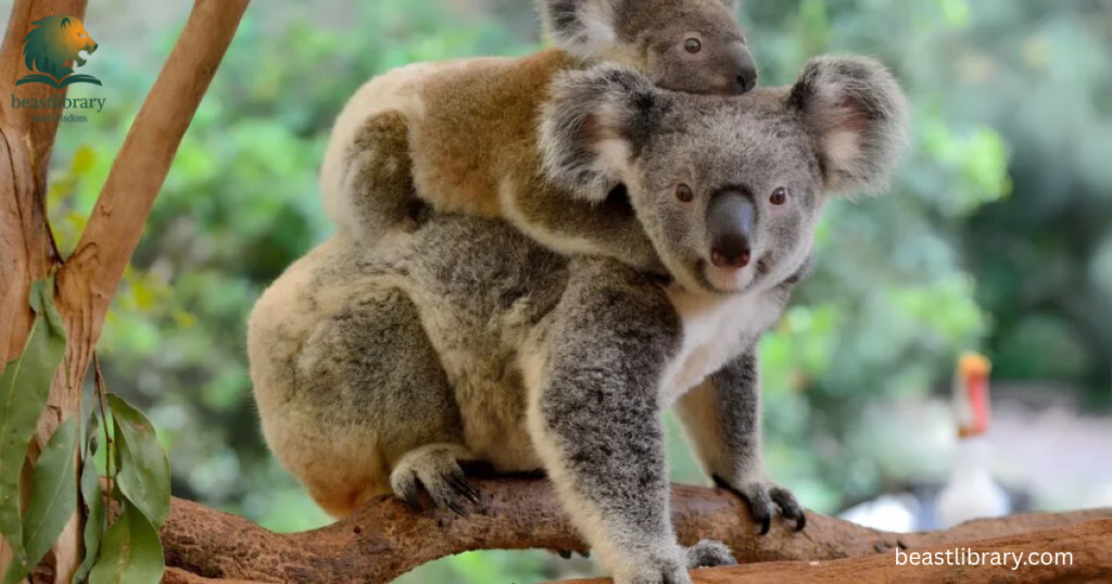 koala is clumsy