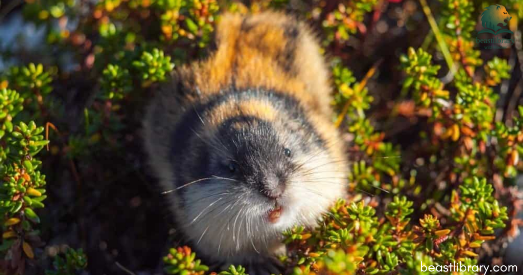 lemming with small ears
