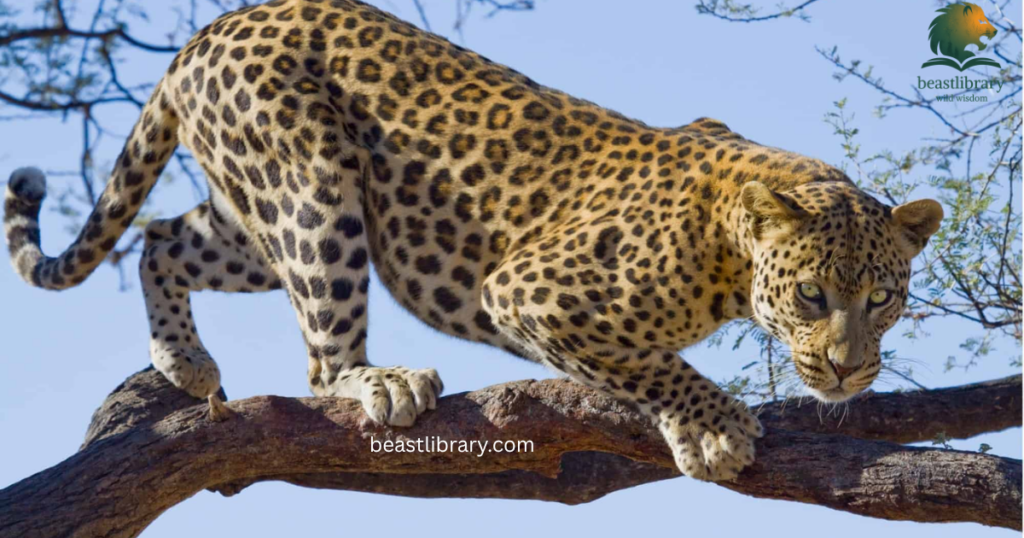 leopard growls
