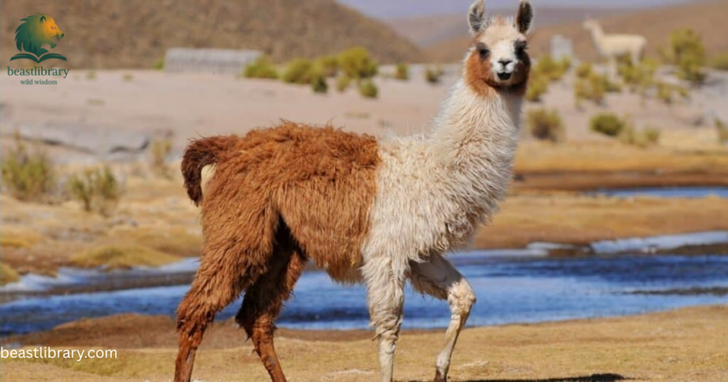 llama growls