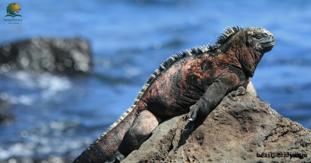 Animals that Drink a lot of Water