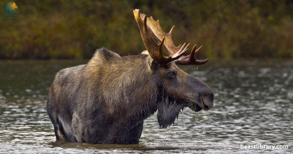 Animals that Drink a lot of Water