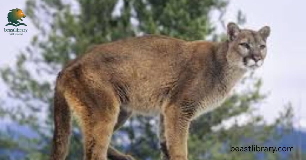 Mountain lion