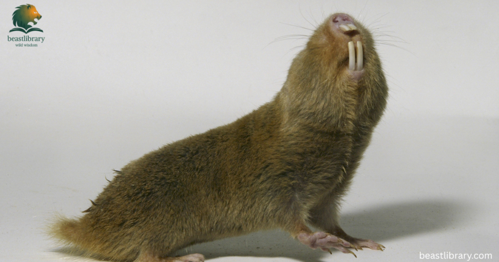 naked mole rat with small ears