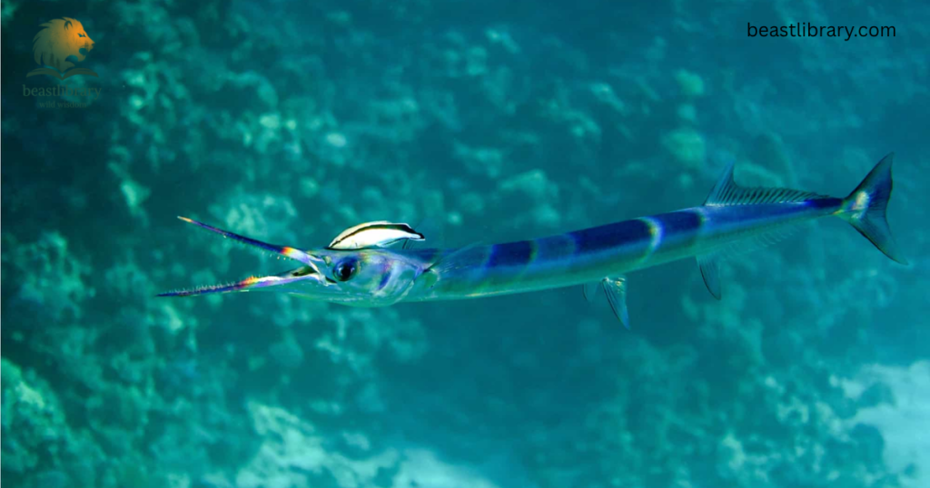 needle fish is slim
