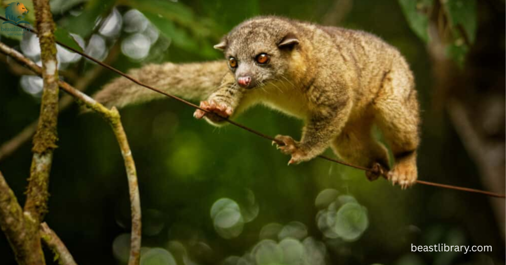 resemble to raccoons