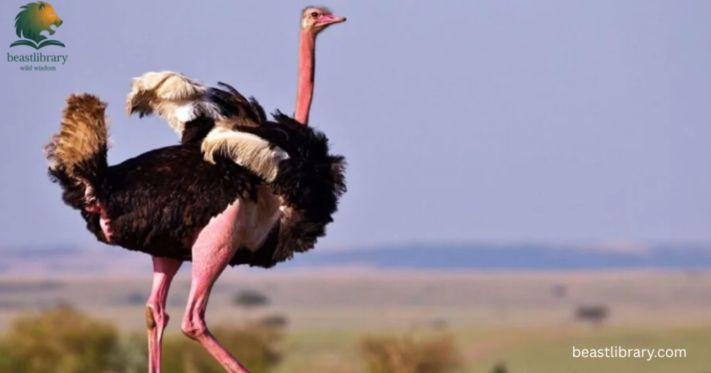 ostrich is clumsy