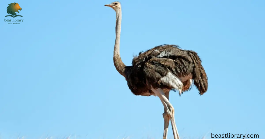 animals with long neck- Ostrich
