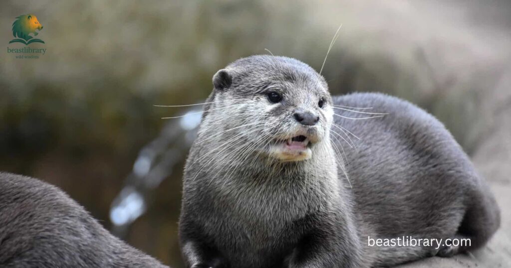 Otter