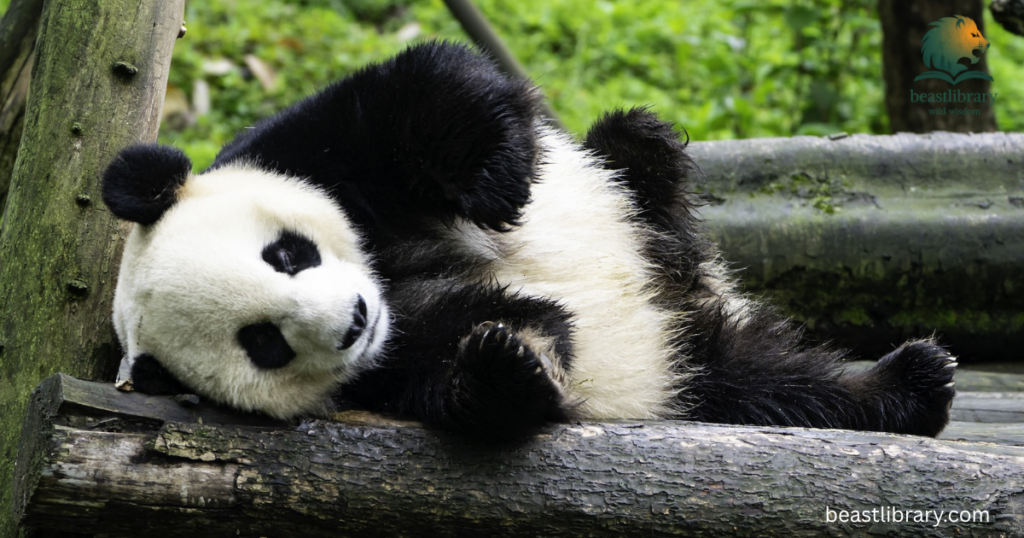 panda is clumsy