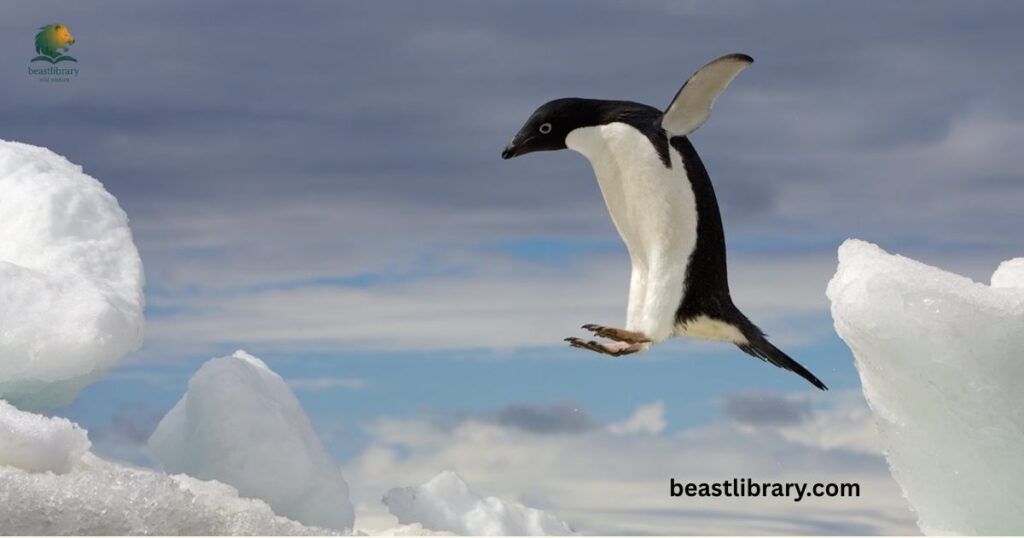 Penguin Bird 