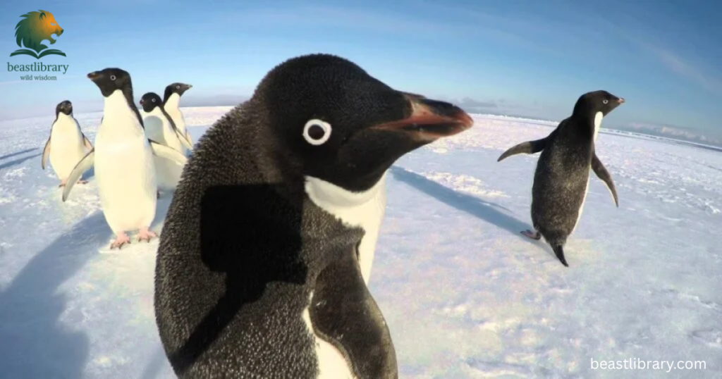 Clumsy animals in the world