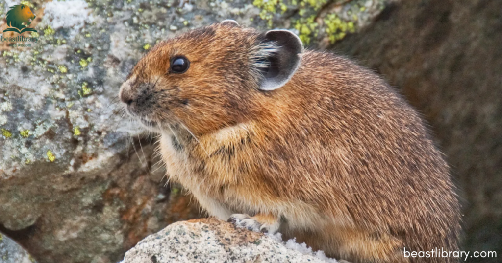 pika with small ears
