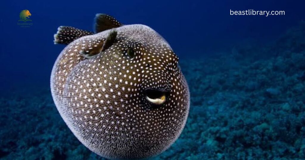 Pufferfish- Animals with Quills