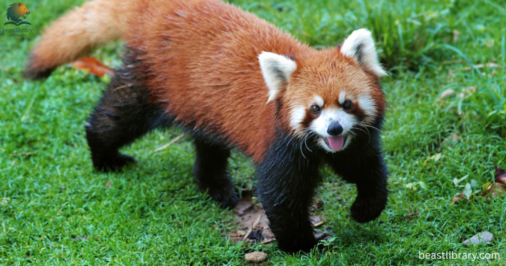 look like raccoons