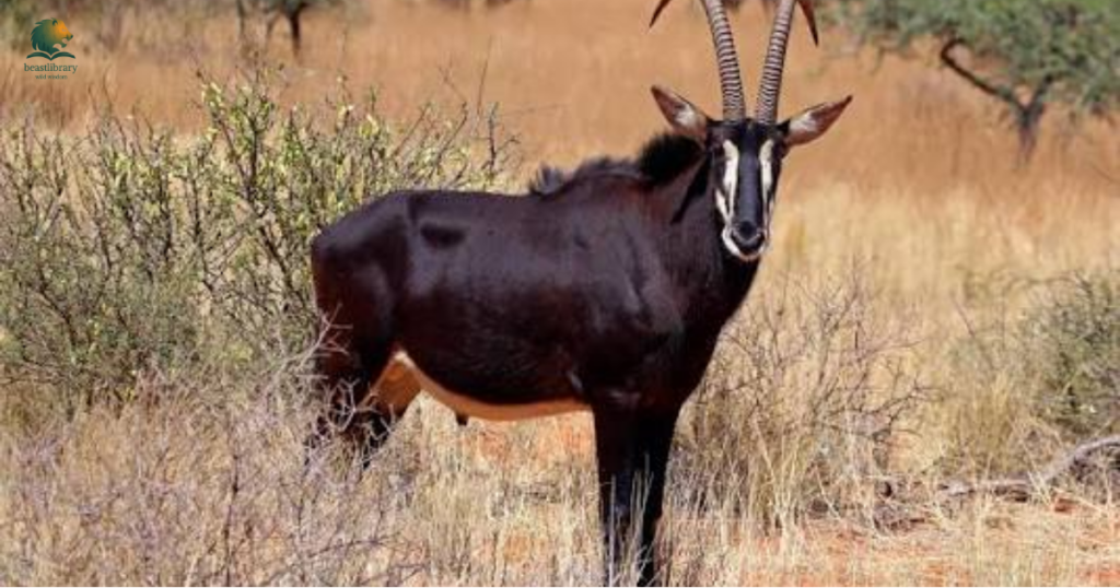 big horn sheep