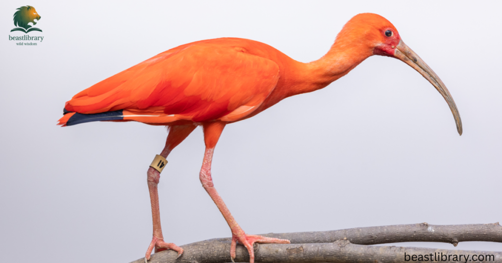 animals with long neck