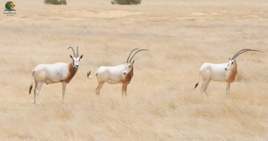 Animals with Long Horns