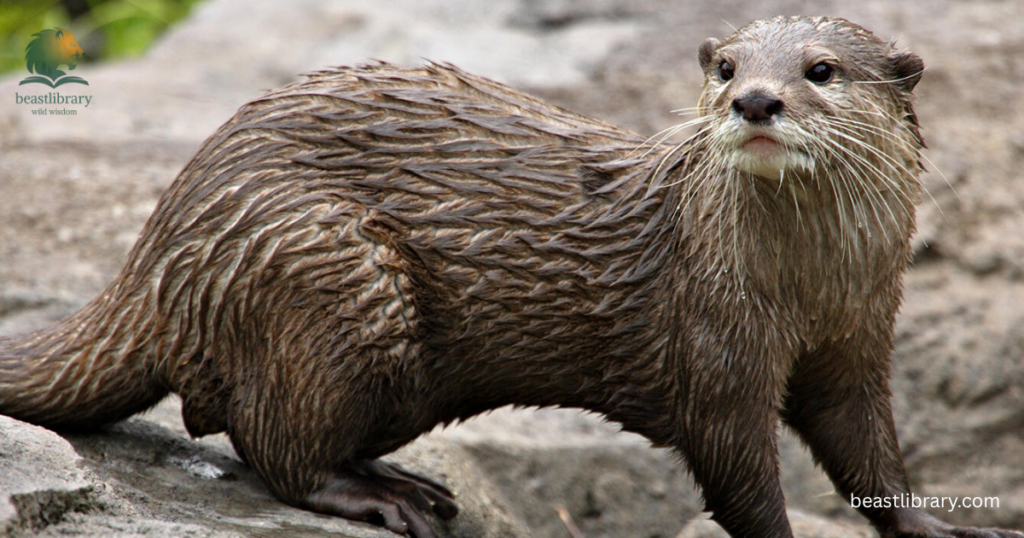 sea otter with small ears