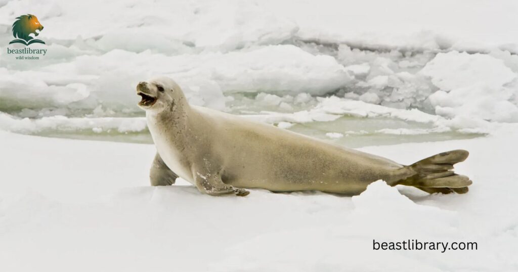  Seal