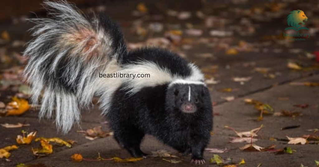 skunk with short legs