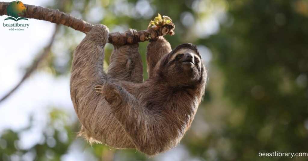 sloth is clumsy