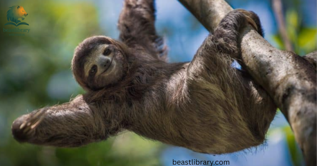 sloth with short legs