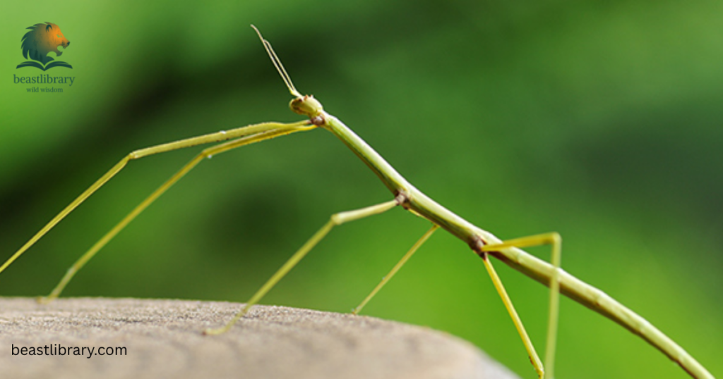 stickbug is slim