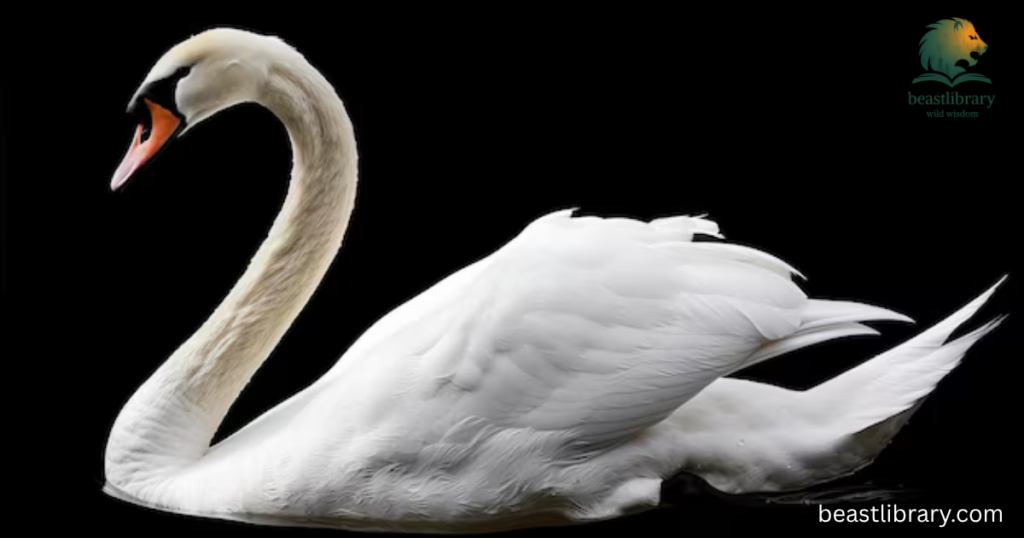 animals with long neck