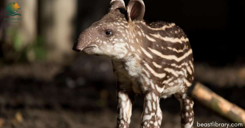 tapir with small ears