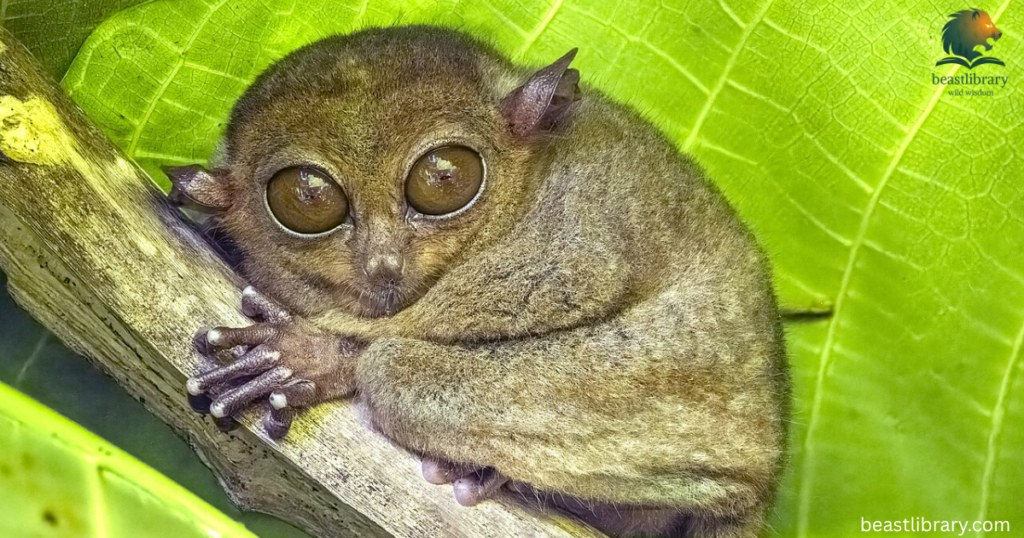 tarsier with small ears