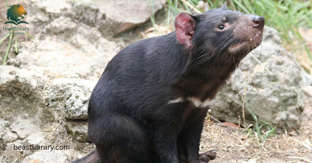 animals with short legs