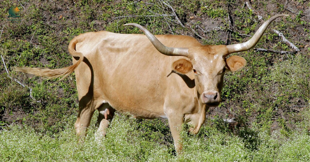Animals with Long Horns