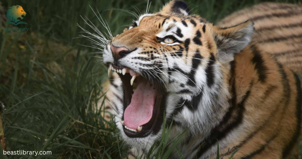 tiger growls
