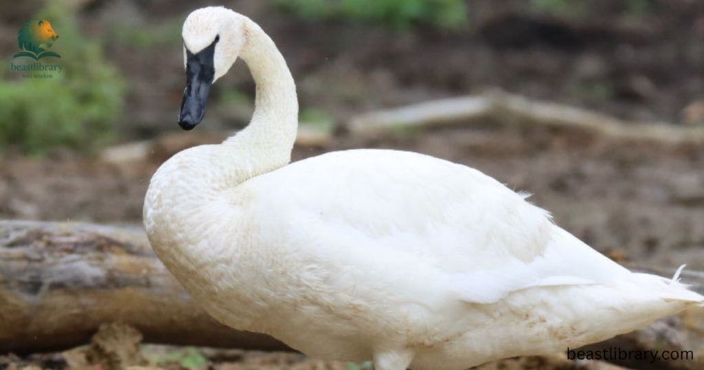 swan with long neck