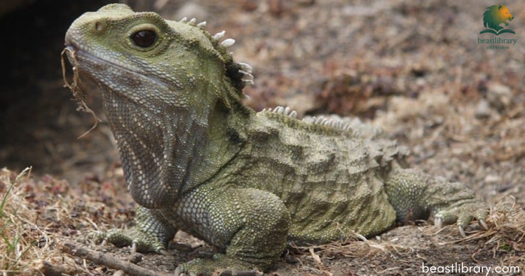 tuatara with small ears