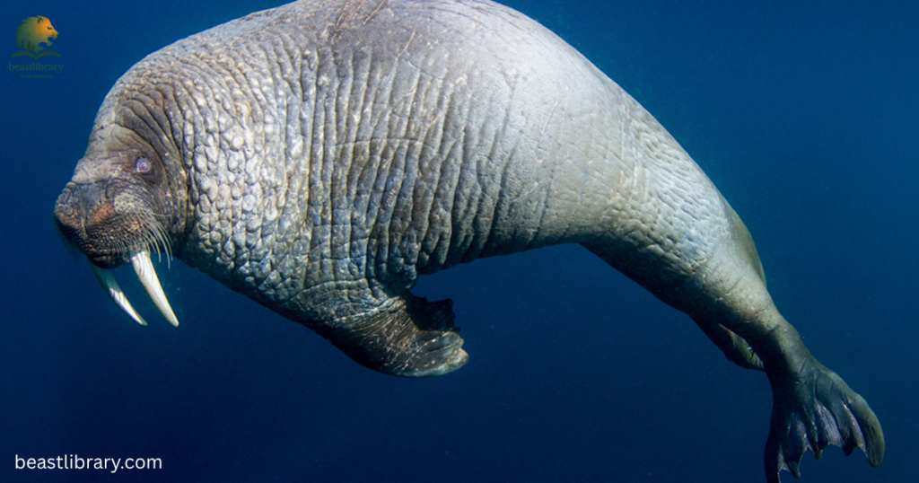walrus is clumsy