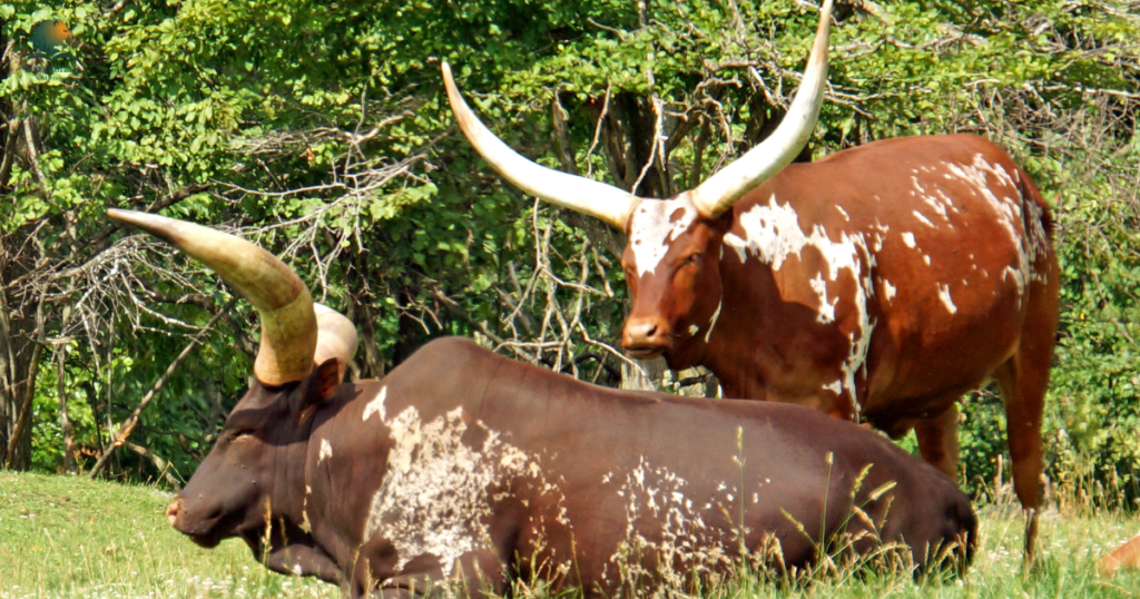 Animals with Long Horns