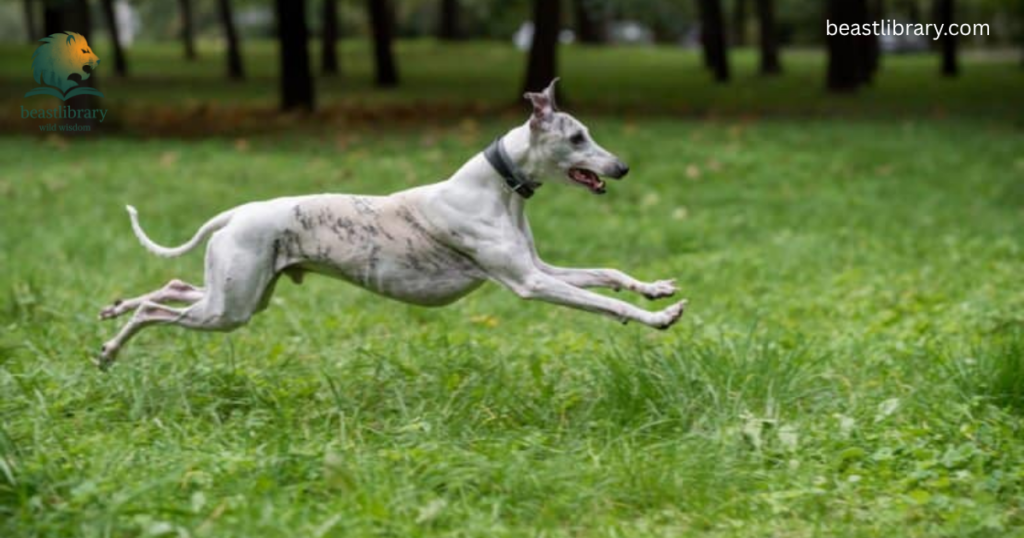 whippet is very skinny